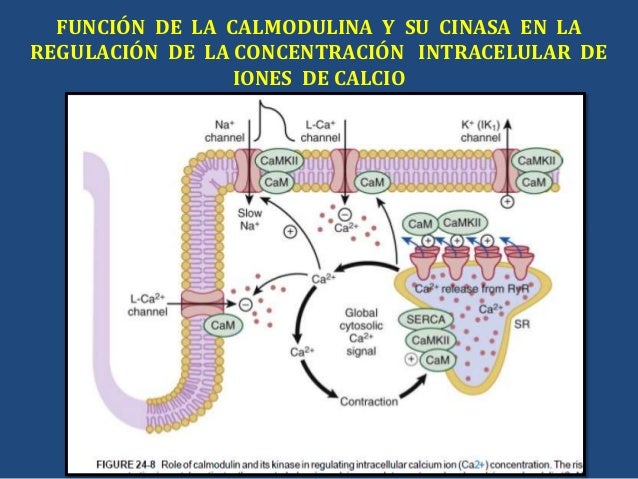 calmodulina y calcio